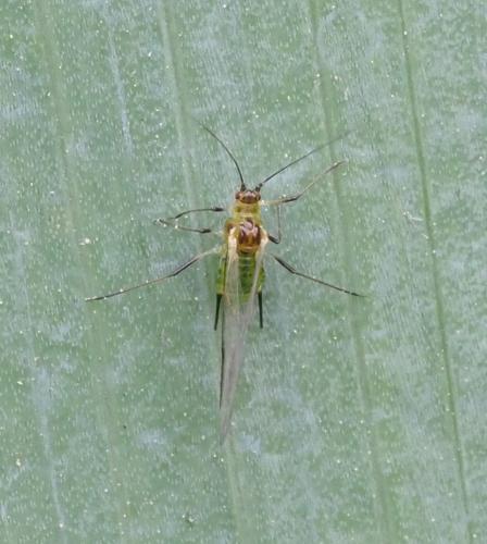 Réf. 253 552 : Sitobion fragariae
